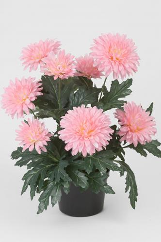 Chrysanthemum - Rosa - 30 cm - www.frokenfraken.se
