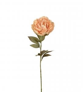 Pion - Beige - 65 cm - www.frokenfraken.se