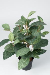 Fittonia - Grön - 40 cm - www.frokenfraken.se