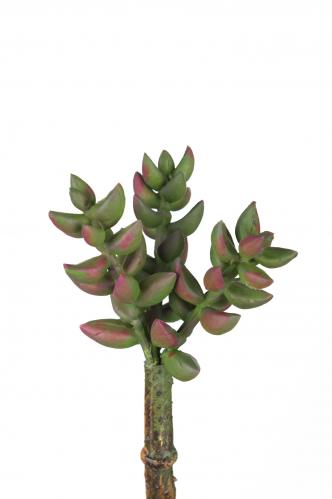 Succulent - Lila - 10 cm - www.frokenfraken.se