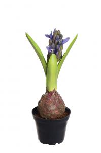 Hyacint - Blå - 22 cm - www.frokenfraken.se