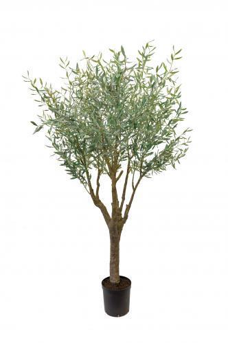 Oliv - Grön - 240 cm - www.frokenfraken.se