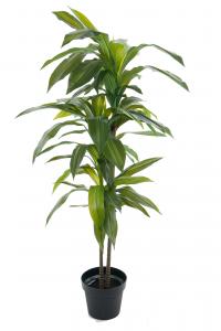 Dracena - 100 cm - www.frokenfraken.se