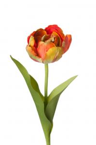 Tulpan - Orange - 36 cm - www.frokenfraken.se