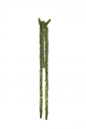 Succulent - 50 cm - www.frokenfraken.se