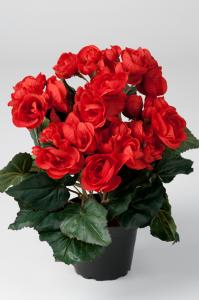 Begonia - Röd - 28 cm - www.frokenfraken.se