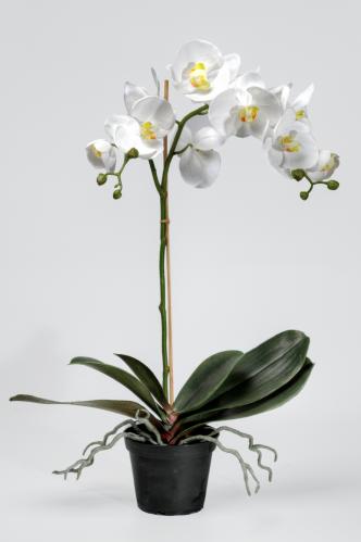 Orkid Phalanopsis - 60 cm - www.frokenfraken.se