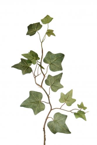 Murgröna - Grön - 45 cm - www.frokenfraken.se