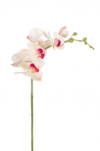 Phalaenopsis - Gul - 75 cm - www.frokenfraken.se