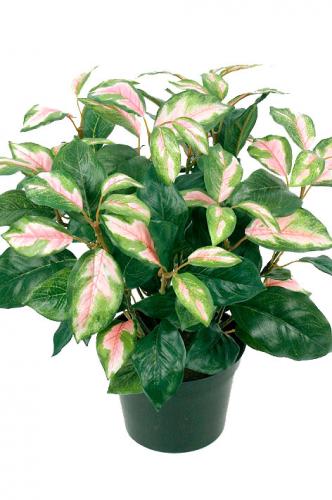 Hoya - Konstväxt - 34 cm - www.frokenfraken.se