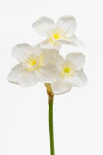 Narciss - Vit - 25 cm - www.frokenfraken.se