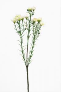 Vaxblomma - Vit - 40 cm - www.frokenfraken.se