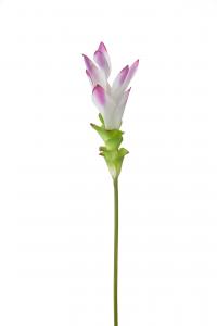 Curcuma - Lila - 75 cm - www.frokenfraken.se