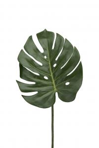 Monstera blad - - 60 cm - www.frokenfraken.se