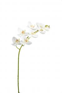 Phalaenopsis - Vit - 95 cm - www.frokenfraken.se
