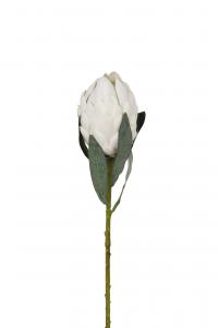 Protea - Vit - 60 cm - www.frokenfraken.se