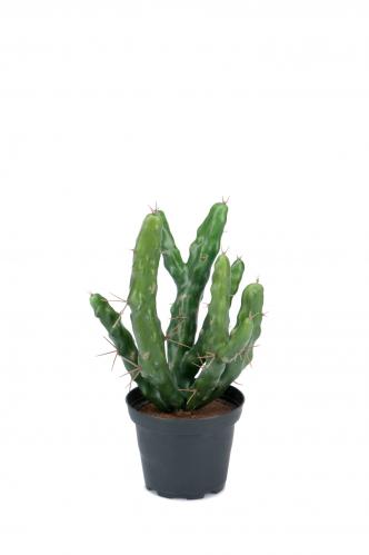 Kaktus - Grön - 23 cm - www.frokenfraken.se