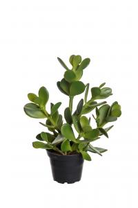 Crassula - Grön - 23 cm - www.frokenfraken.se