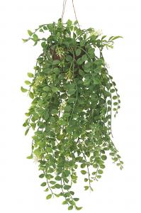 Pilea - Grön - 52 cm - www.frokenfraken.se