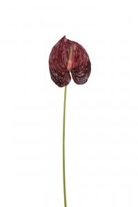 Anthurium - Röd - 40 cm - www.frokenfraken.se