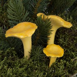 Kantareller - Gula på sticks - 3-pack - www.frokenfraken.se