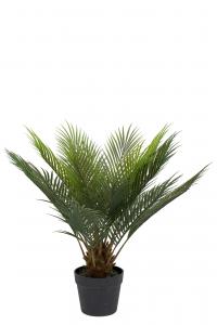 Cycas - Grön - 60 cm - www.frokenfraken.se