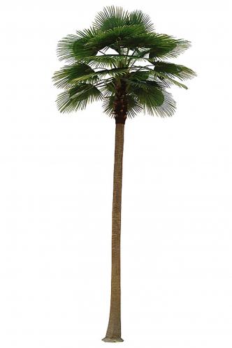 Palm 7 m - - 700 cm - www.frokenfraken.se