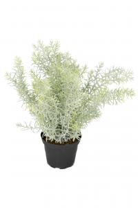 Asparagus - Grön - 25 cm - www.frokenfraken.se