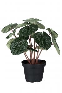 Peperomia - Grön - 20 cm - www.frokenfraken.se