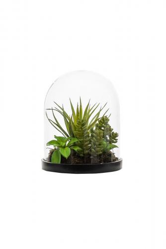 Mr Plant Succulent mix i glas - Grön - 17 cm - www.frokenfraken.se