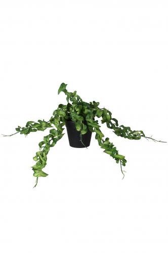 Hoya - Grön - 15 cm - www.frokenfraken.se