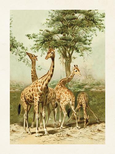 Poster - Vintage - Giraffer - 18 x 24 cm - www.frokenfraken.se