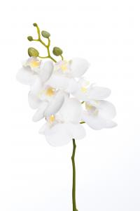 Phalaenopsis - Vit - 52 cm - www.frokenfraken.se