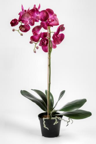 Phalaenopsis - Lila - 55 cm - www.frokenfraken.se