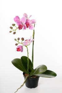 Phalaenopsis - Lila - 45 cm - www.frokenfraken.se