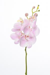 Phalaenopsis - Rosa - 52 cm - www.frokenfraken.se