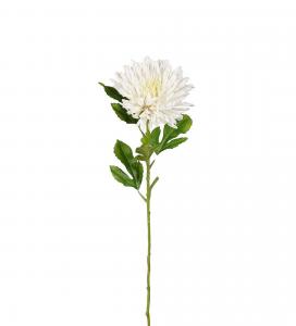 Chrysanthemum - Vit - 60 cm - www.frokenfraken.se