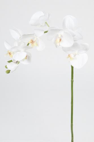 Phalaenopsis - Vit - 75 cm - www.frokenfraken.se
