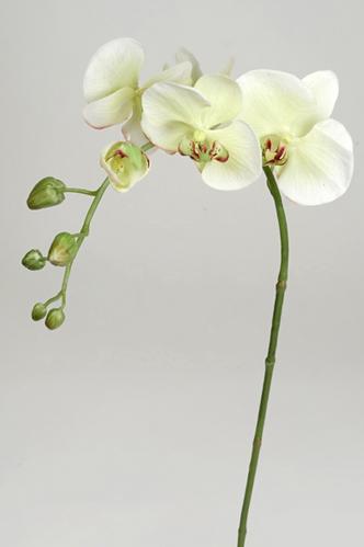 INTE_HA_Phalaenopsis - Grn - 70 cm - www.frokenfraken.se