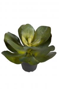 Succulent - Grön - 22 cm - www.frokenfraken.se