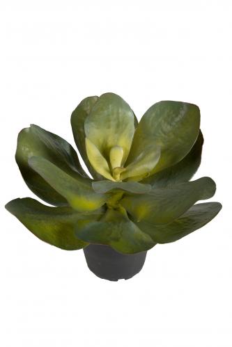 Succulent - Grn - 22 cm - www.frokenfraken.se