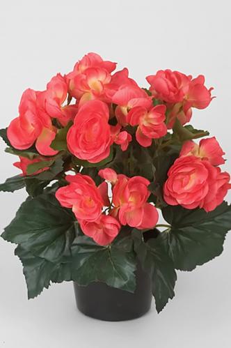 Begonia - Rosa - 28 cm - www.frokenfraken.se