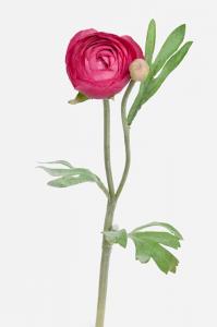 Ranuncel - Rosa - 34 cm - www.frokenfraken.se