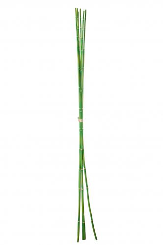 Bambu 6st - Grn - 100 cm - www.frokenfraken.se