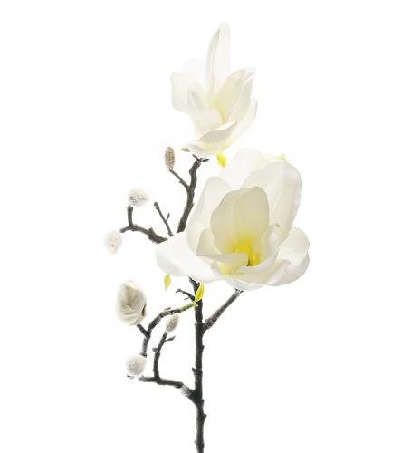 Mr Plant Magnolia - Vit - 60 cm - www.frokenfraken.se
