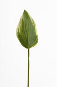 Hosta blad - Grön - 40 cm - www.frokenfraken.se