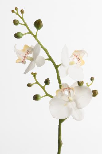 Phalaenopsis - Vit - 50 cm - www.frokenfraken.se