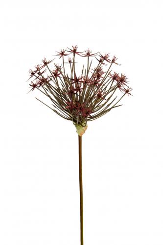 Allium - Rd - 90 cm - www.frokenfraken.se