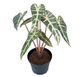 Alocasia - Konstväxt - 30 cm - www.frokenfraken.se