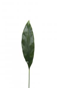 Aspidistra blad - Grön - 75 cm - www.frokenfraken.se